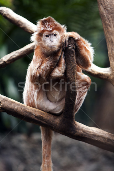 Stock foto: Affe · cute · gefährdet · ape · Sitzung