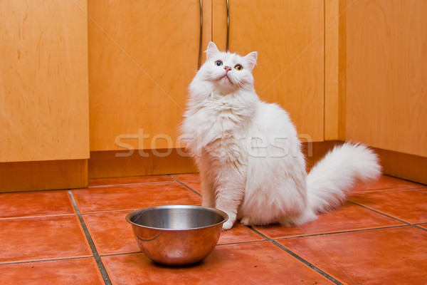 貓 等候 食品 美麗 白 顏色 商業照片 © phakimata