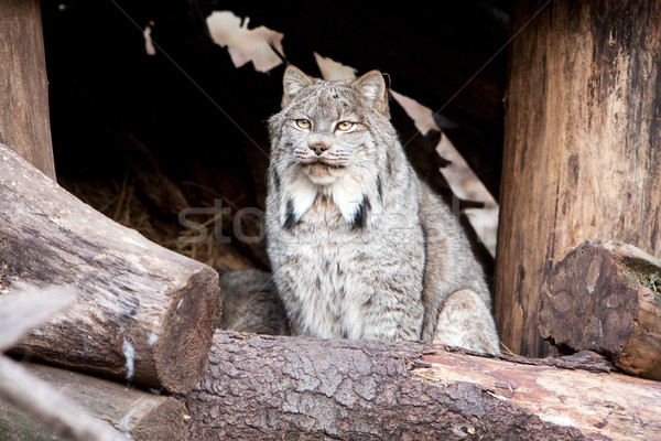 Lince bella seduta dietro albero grigio Foto d'archivio © phakimata