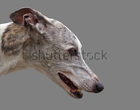 Stock photo: Greyhound Head