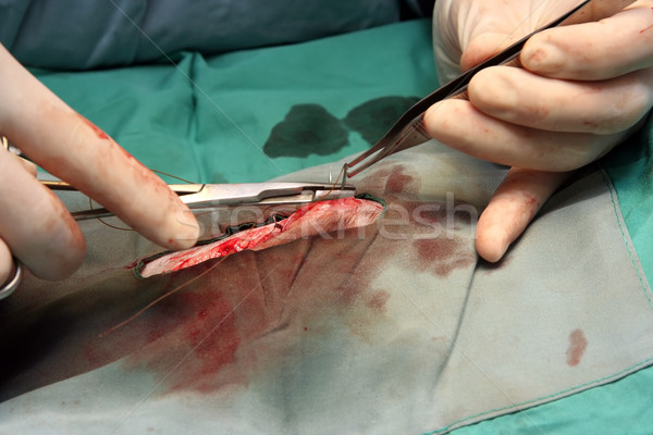 Stitching Stock photo © phakimata