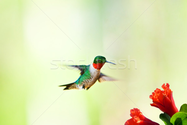 ハチドリ 飛行 花 美しい 男性 緑 ストックフォト © phakimata