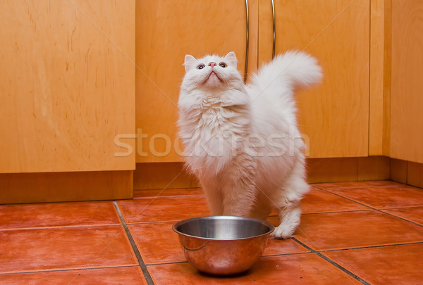 Fehér macska vár étel hosszú haj ahogy Stock fotó © phakimata