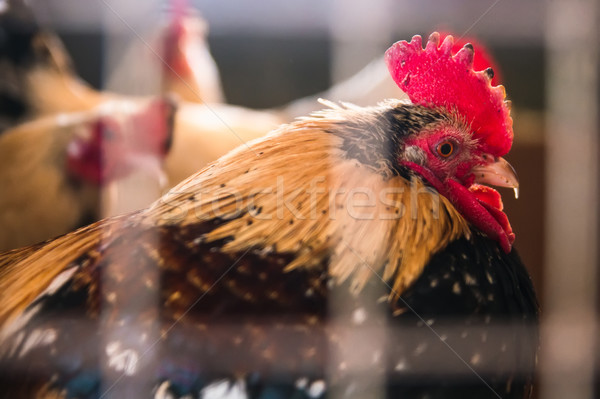 Gallo jaula superficial cara aves diversión Foto stock © Phantom1311