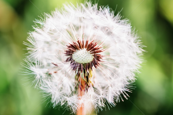 Dandelion close-up with shallow depth of field Stock photo © Phantom1311