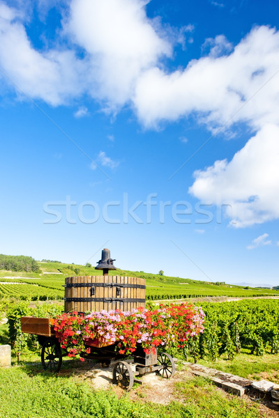 vineyards of Cote de Beaune near Pommard, Burgundy, France Stock photo © phbcz