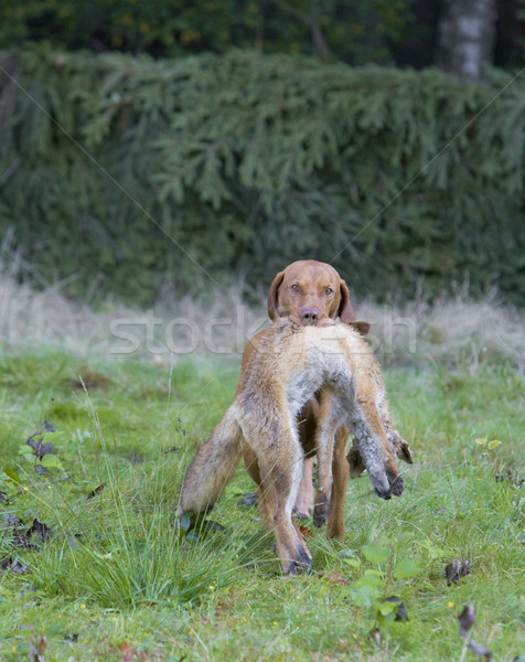 Cane erba natura bag Foto d'archivio © phbcz