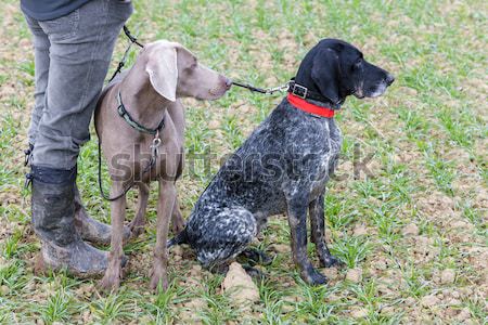 Chasse chiens chasseur chien jeu loisirs Photo stock © phbcz