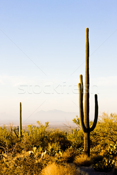 Parku Arizona USA charakter pustyni Kaktus Zdjęcia stock © phbcz