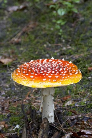 Stock photo: toadstool