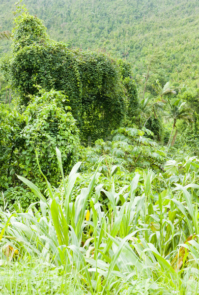 Grand Etang National Park, Grenada Stock photo © phbcz