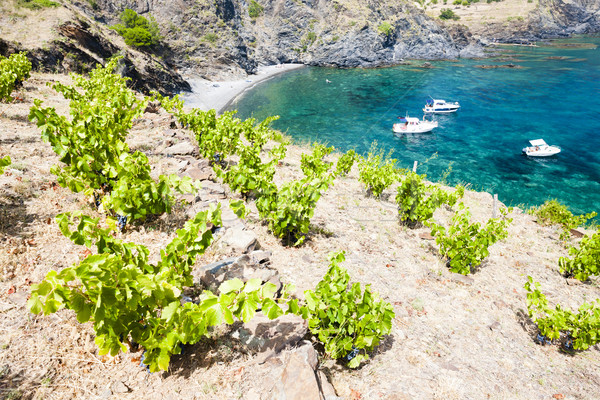 vineyard on Cap de Peyrefite near Cerbere, Languedoc-Roussillon, Stock photo © phbcz