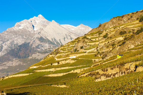 vineyards in Sion region, canton Valais, Switzerland Stock photo © phbcz