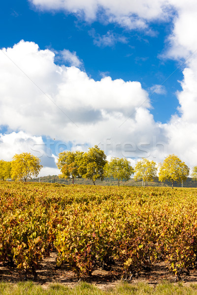 Stock photo: vineyards of Beaujolais, Rhone-Alpes, France