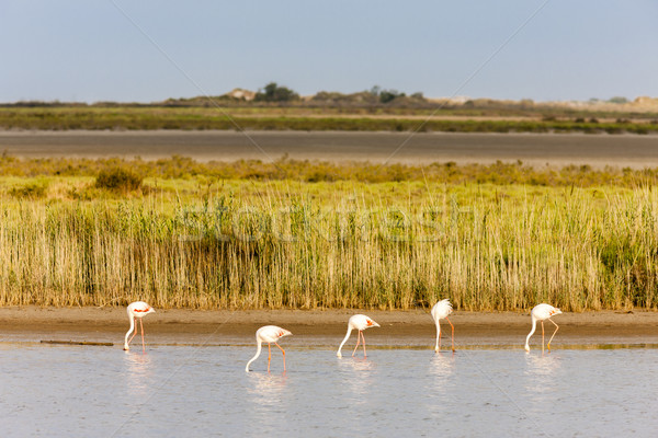 Fransa doğa kuş seyahat Avrupa flamingo Stok fotoğraf © phbcz