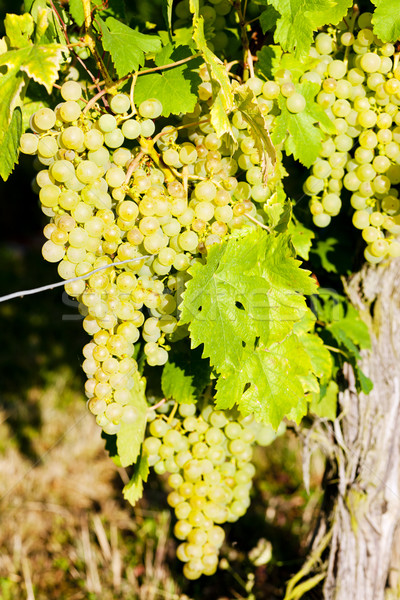 Szőlőtőke szőlőskert Franciaország levél ősz szőlő Stock fotó © phbcz