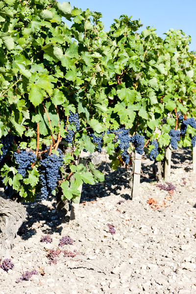 vineyard with blue grapes in Bordeaux Region, Aquitaine, France Stock photo © phbcz