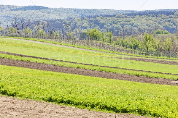 Stock photo: spring landscape with fields in Southern Moravia, Czech Republic
