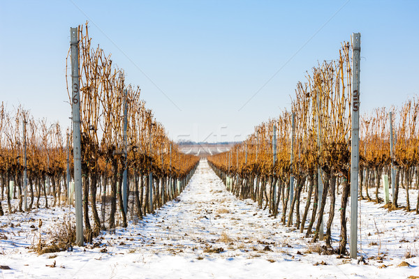 winter vineyard, Southern Moravia, Czech Republic Stock photo © phbcz