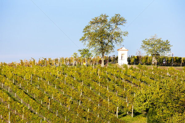 Stockfoto: Wijngaard · zuidelijk · Tsjechische · Republiek · boom