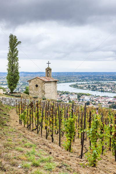 grand cru vineyard and Chapel of St. Christopher, L Stock photo © phbcz