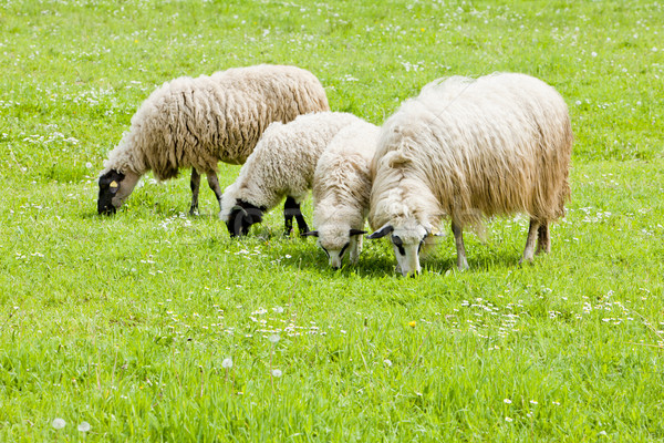Owiec łące kraju baranka odkryty ssak Zdjęcia stock © phbcz