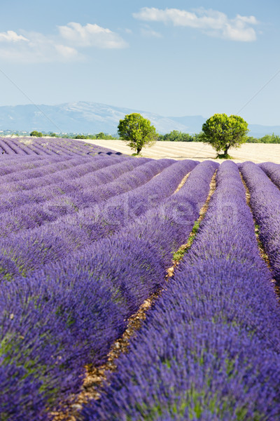 Campo de lavanda planalto França árvore paisagem planta Foto stock © phbcz