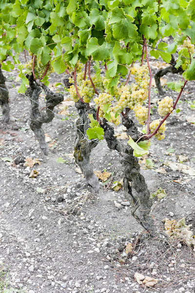 Biały winogron winnicy region Francja owoców Zdjęcia stock © phbcz