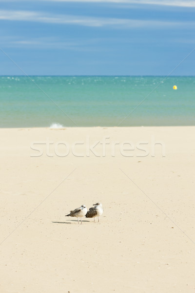 Narbonne Plage, Languedoc-Roussillon, France Stock photo © phbcz