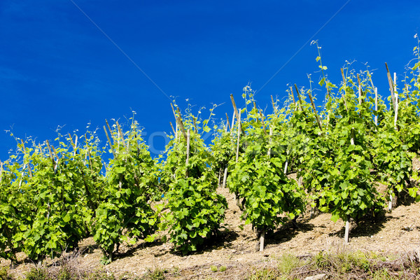 grand cru vineyard, C Stock photo © phbcz