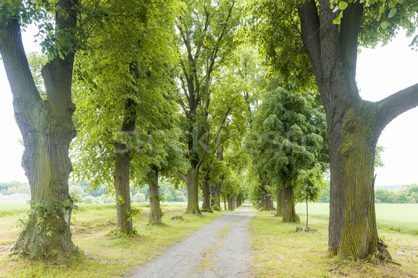 Primavera callejón árbol verde planta camino Foto stock © phbcz