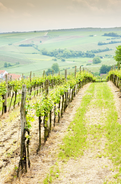 vineyard at Falkenstein, Lower Austria, Austria Stock photo © phbcz