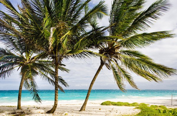 Stock fotó: Fenék · Barbados · Karib · fa · tájkép · tenger