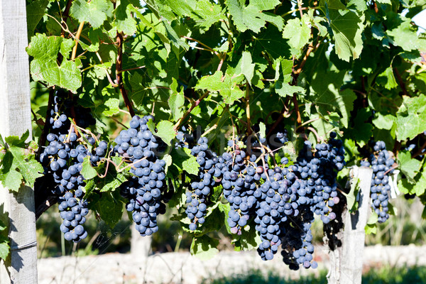 blue grape in Bordeaux Region, Aquitaine, France Stock photo © phbcz