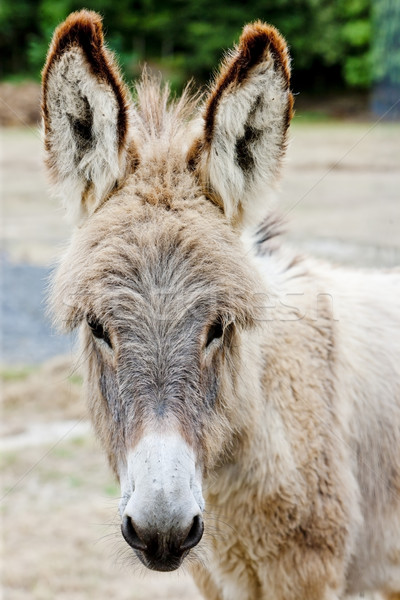 donkey, Navarre, Spain Stock photo © phbcz