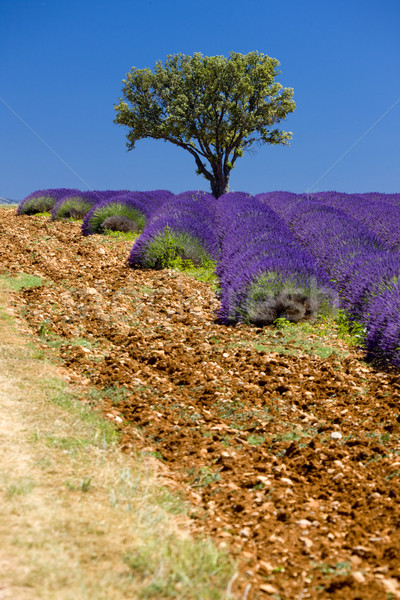 Provence, France Stock photo © phbcz