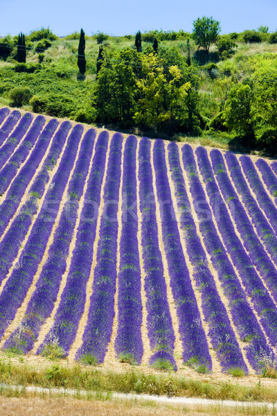 lavender field, Plateau de Valensole, Provence, France Stock photo © phbcz