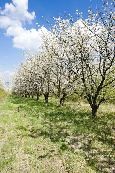 blooming orchard in spring Stock photo © phbcz