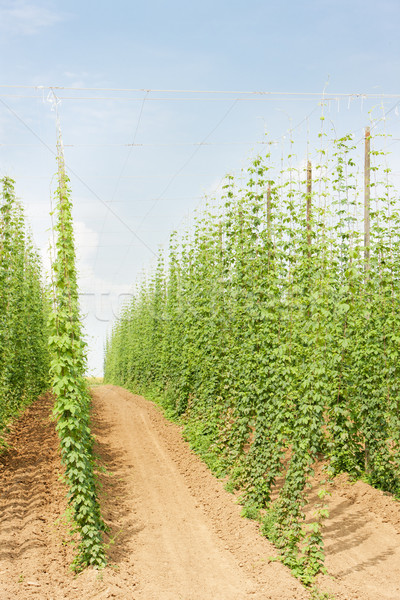 hops garden, Czech Republci Stock photo © phbcz