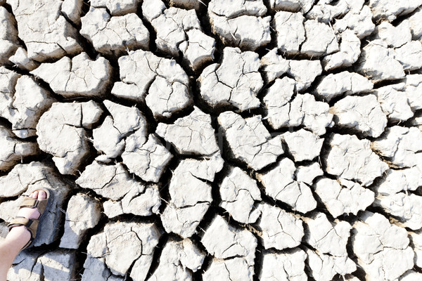 dry land, Parc Regional de Camargue, Provence, France Stock photo © phbcz