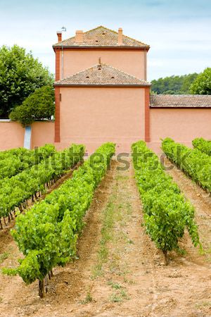 vineyards near Gevrey-Chambertin, Cote de Nuits, Burgundy, Franc Stock photo © phbcz