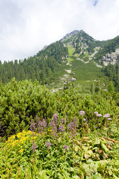 landscape near Popradske Tarn, Vysoke Tatry (High Tatras), Slova Stock photo © phbcz
