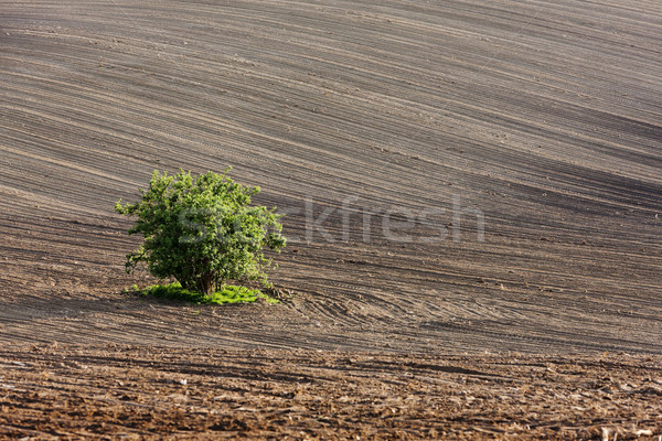field with a tree in Southern Moravia, Czech Republic Stock photo © phbcz