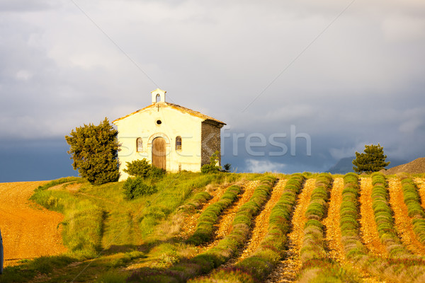 [[stock_photo]]: Chapelle · champ · de · lavande · plateau · bâtiment · architecture · Europe