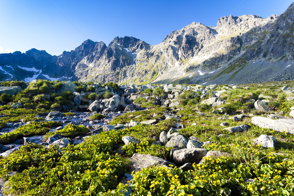 Valle alto Eslovaquia paisaje planta Europa Foto stock © phbcz