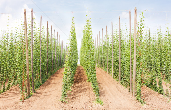 hops garden, Czech Republci Stock photo © phbcz