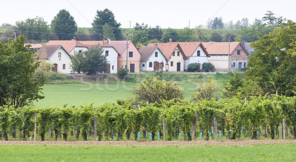 Bor szőlőskert Csehország építészet Európa kint Stock fotó © phbcz