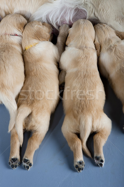 detail of female dog of golden retriever with puppies Stock photo © phbcz