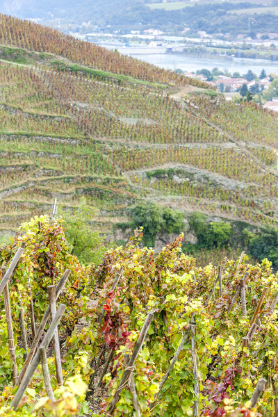 grand cru vineyard of Cote Rotie, Rhone-Alpes, France Stock photo © phbcz