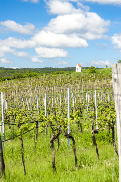 spring vineyard near Hnanice, Southern Moravia, Czech Republic Stock photo © phbcz